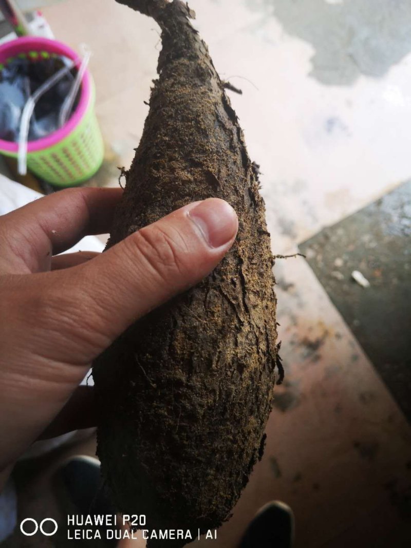 地老鼠条条都很漂亮直身
