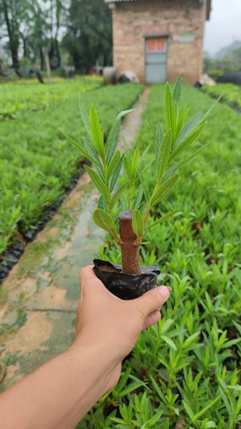 夹竹桃、红花、粉花、黄花夹竹桃，具有一定观赏性