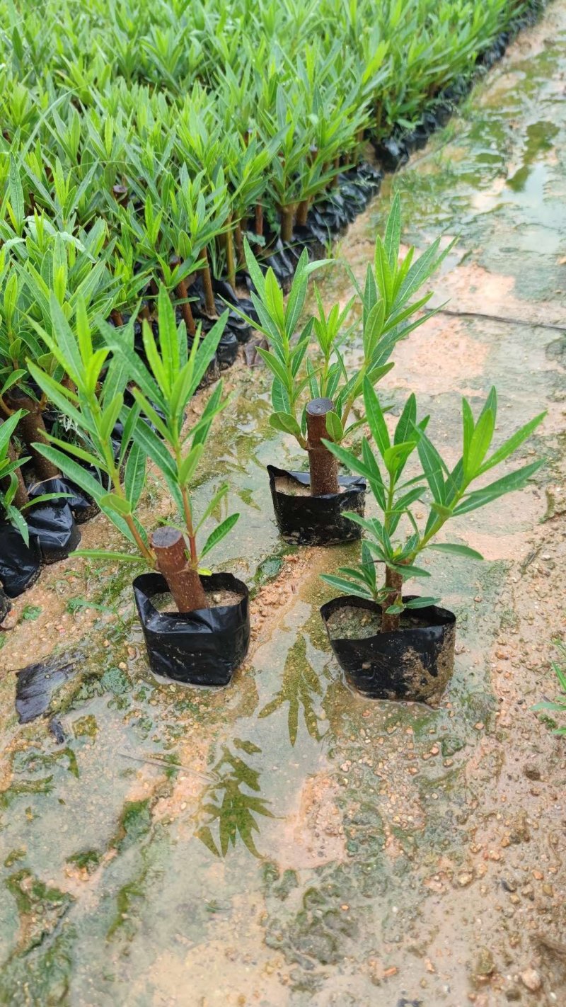 夹竹桃、红花、粉花、黄花夹竹桃，具有一定观赏性