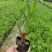 夹竹桃、红花、粉花、黄花夹竹桃，具有一定观赏性