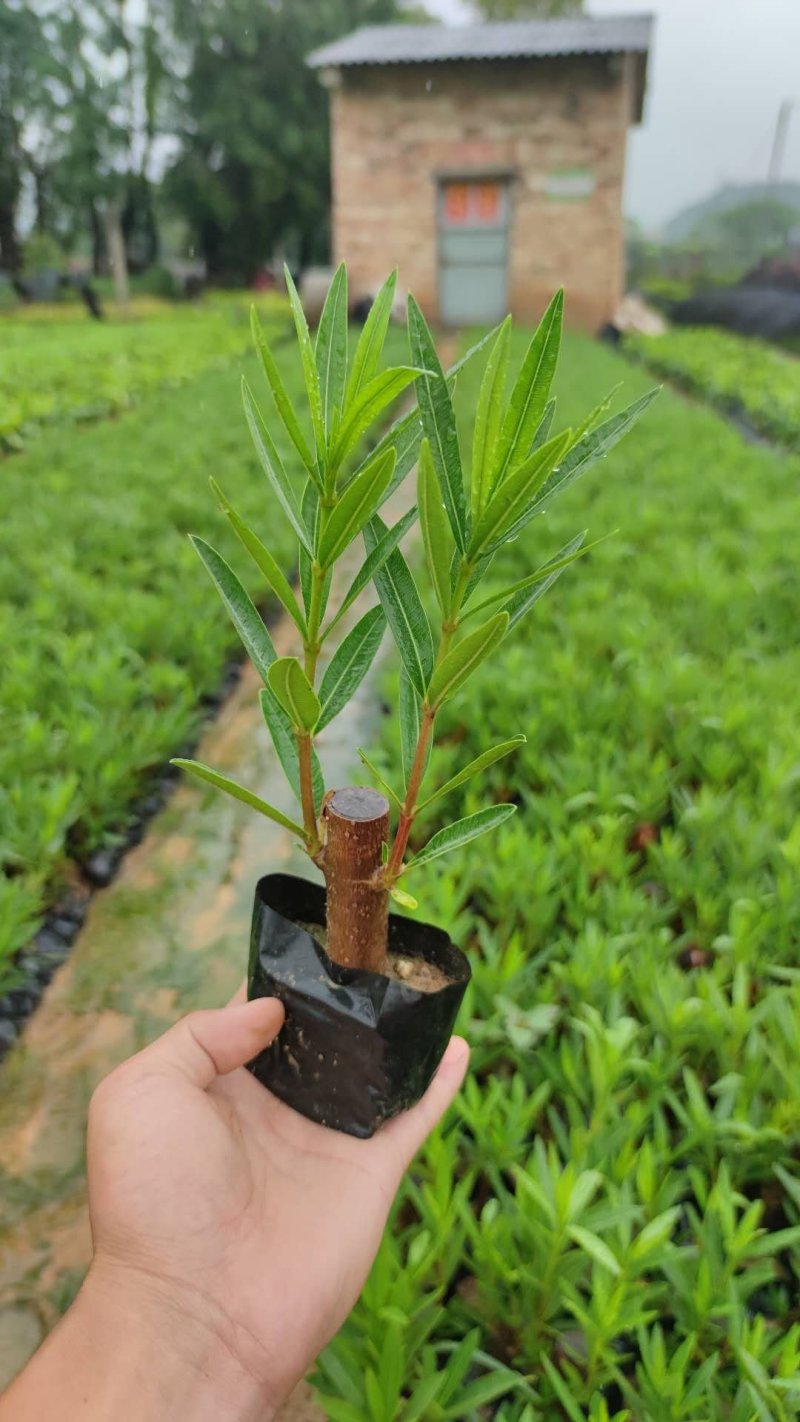夹竹桃、红花、粉花、黄花夹竹桃，具有一定观赏性