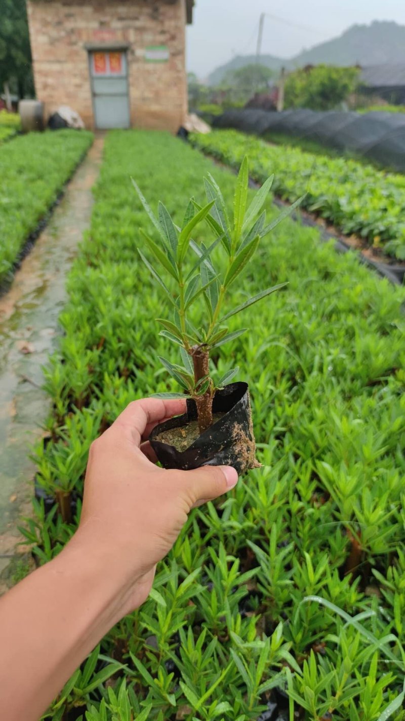 夹竹桃、红花、粉花、黄花夹竹桃，具有一定观赏性