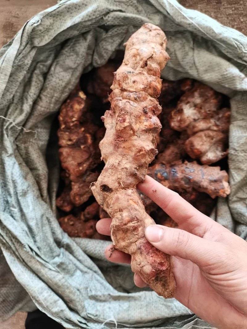 大货土茯苓直身都有半斤以上