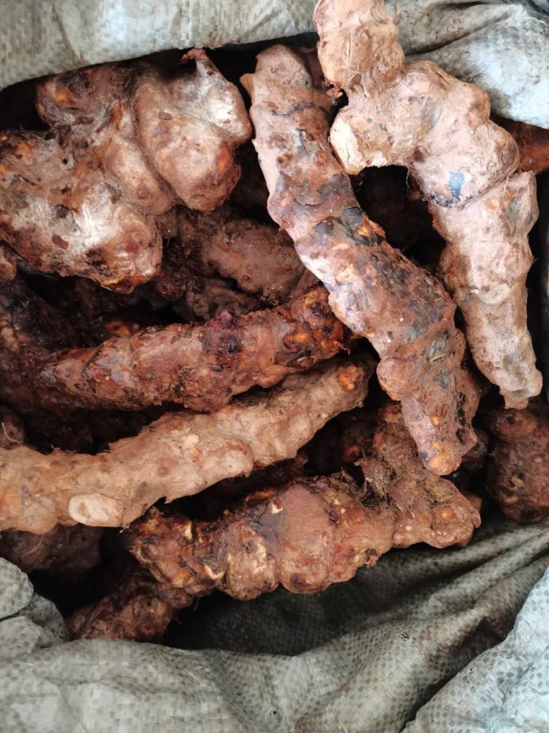 大货土茯苓直身都有半斤以上