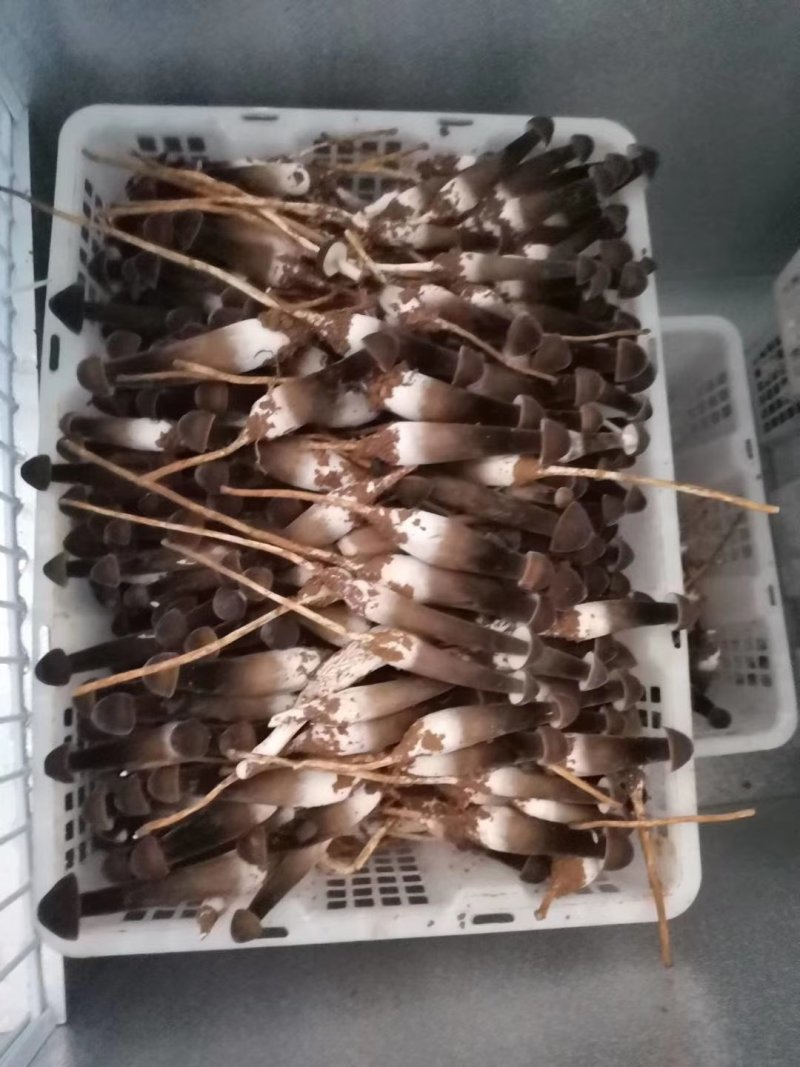 鸡枞菌
