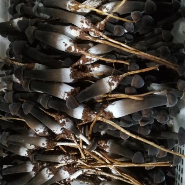 鸡枞菌
