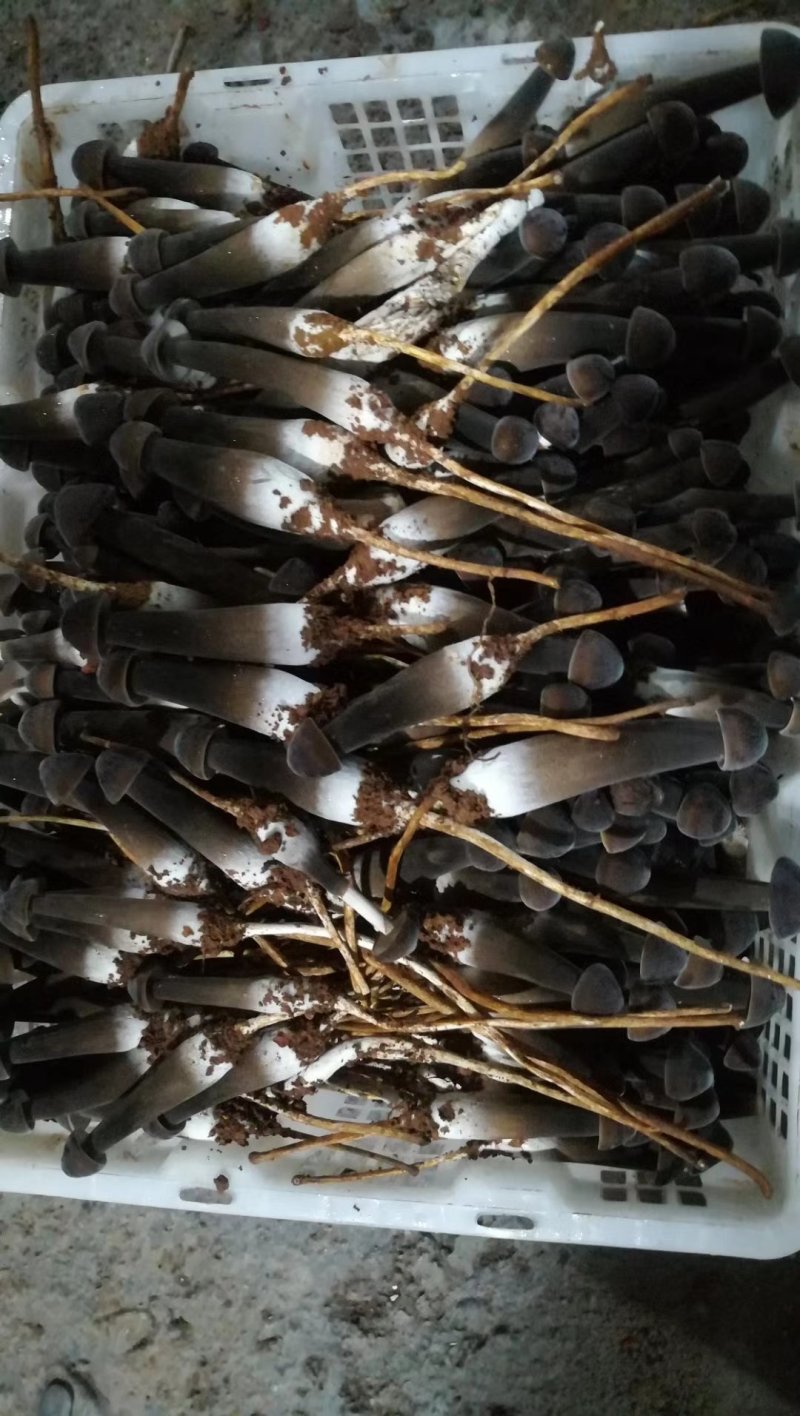 鸡枞菌