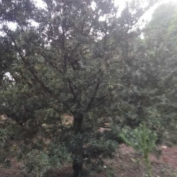 强文苗木合作社大量供应毛坯罗汉凇
