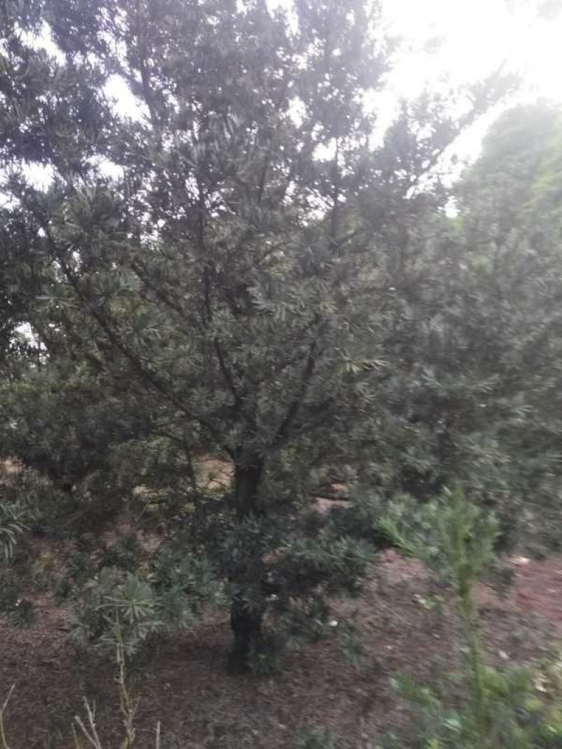 强文苗木合作社大量供应毛坯罗汉凇