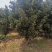 强文苗木合作社大量供应毛坯罗汉凇