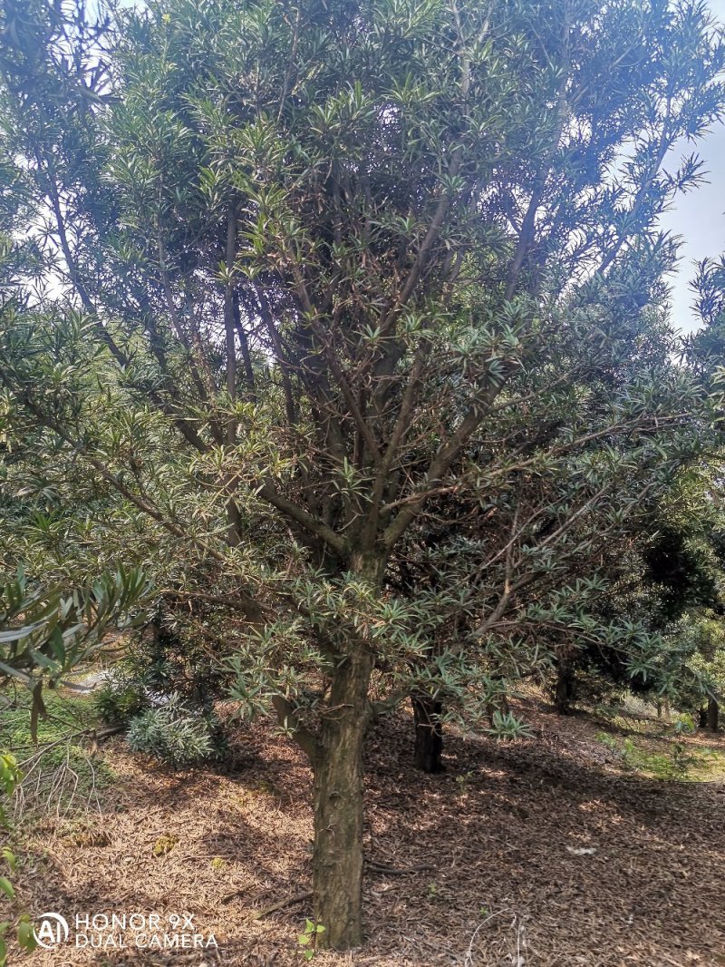 强文苗木合作社大量供应毛坯罗汉凇