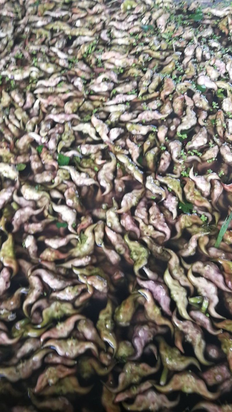 脱皮菱角大量供应新鲜青菱角，菱角米，1万亩菱角基地