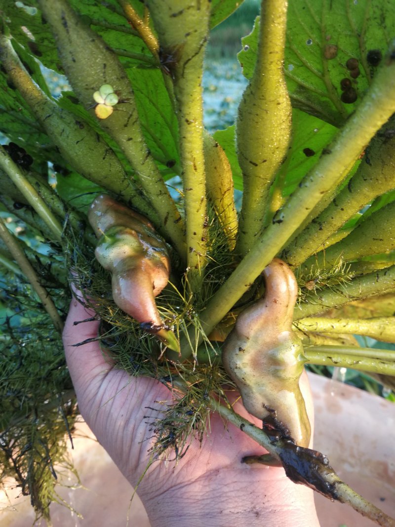 脱皮菱角大量供应新鲜青菱角，菱角米，1万亩菱角基地