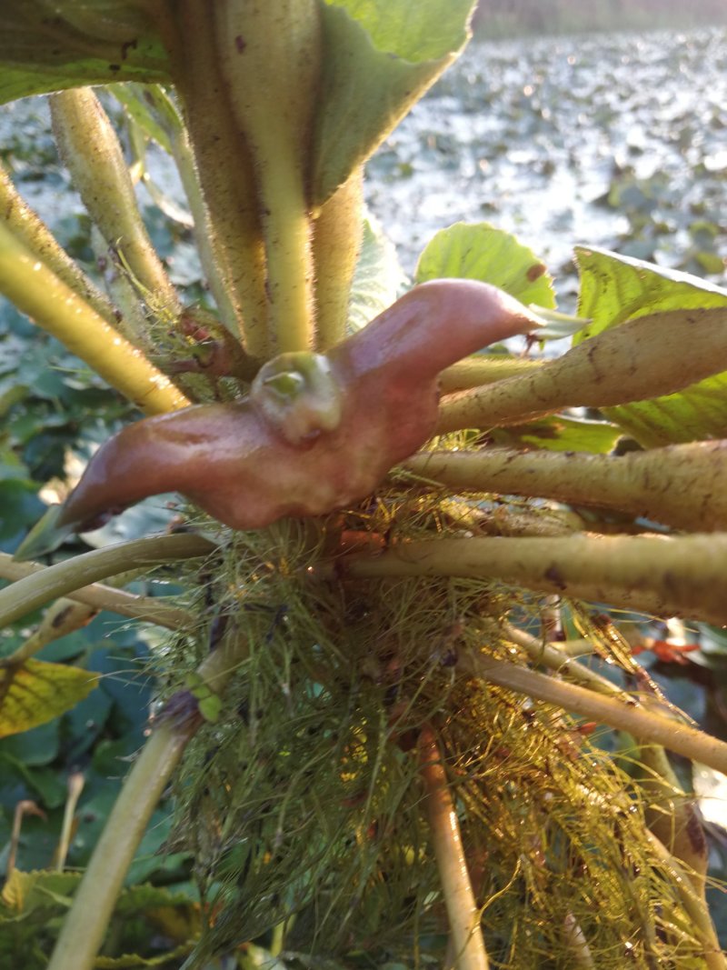 脱皮菱角大量供应新鲜青菱角，菱角米，1万亩菱角基地
