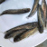 优选南方大口鲶鱼苗杂交大口鲶驯化饲料快大质量保证