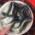 优选南方大口鲶鱼苗杂交大口鲶驯化饲料快大质量保证