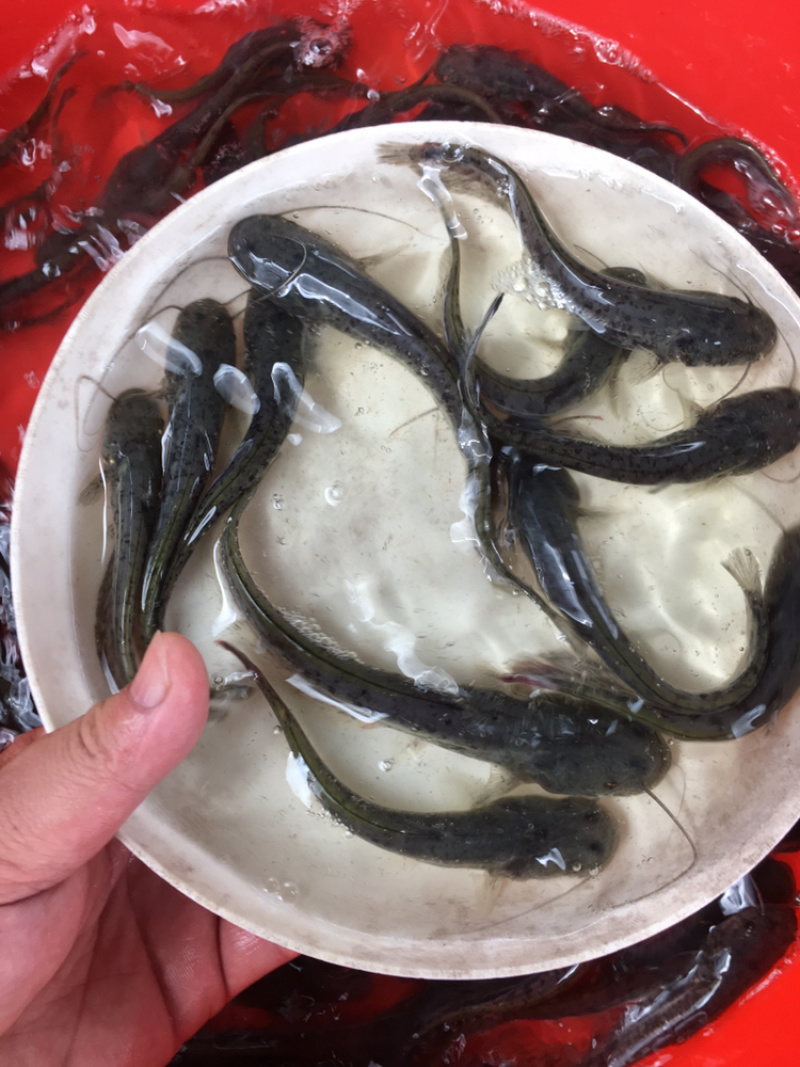 优选南方大口鲶鱼苗杂交大口鲶驯化饲料快大质量保证