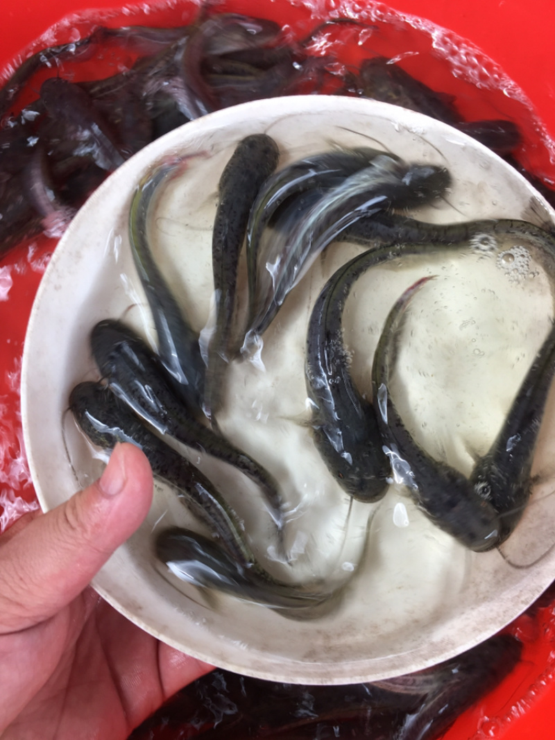 优选南方大口鲶鱼苗杂交大口鲶驯化饲料快大质量保证