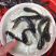 优选南方大口鲶鱼苗杂交大口鲶驯化饲料快大质量保证