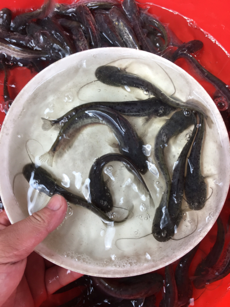 优选南方大口鲶鱼苗杂交大口鲶驯化饲料快大质量保证