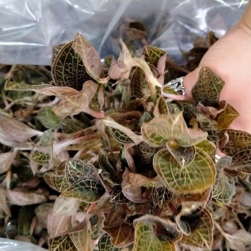 金线莲