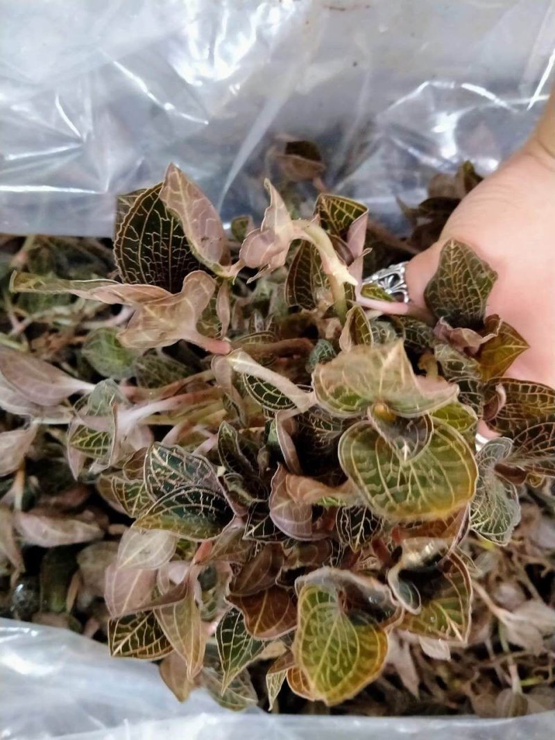 金线莲