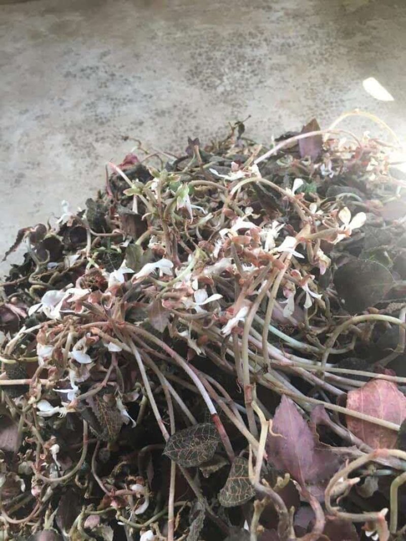 金线莲