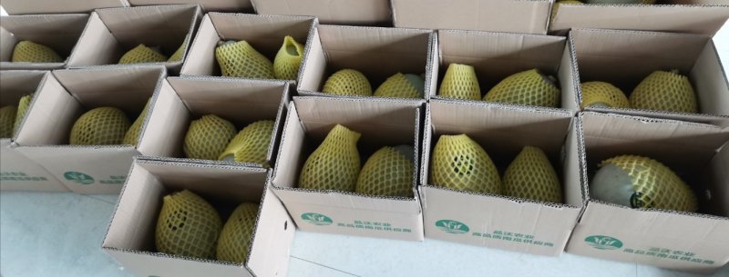 【热销产品】清蒸金瓜粉糯香甜带箱6斤一件包邮支持一件代发