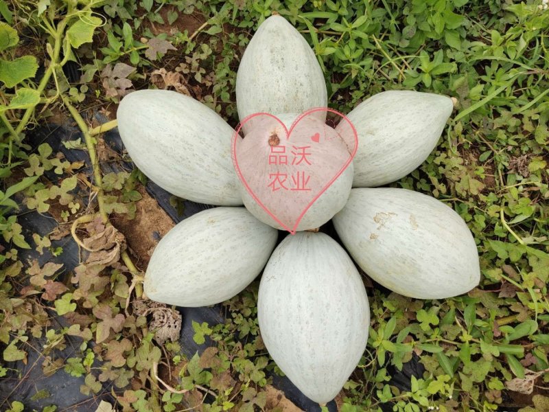 【热销产品】清蒸金瓜粉糯香甜带箱6斤一件包邮支持一件代发