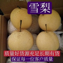 【精品】雪梨箱装筐装，规格齐全保质保量，诚信经营第一位