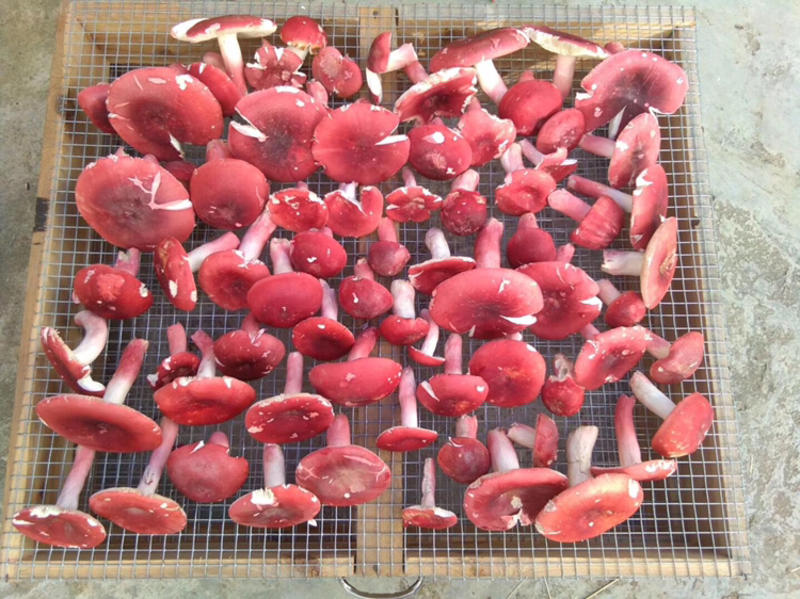 野生红菇