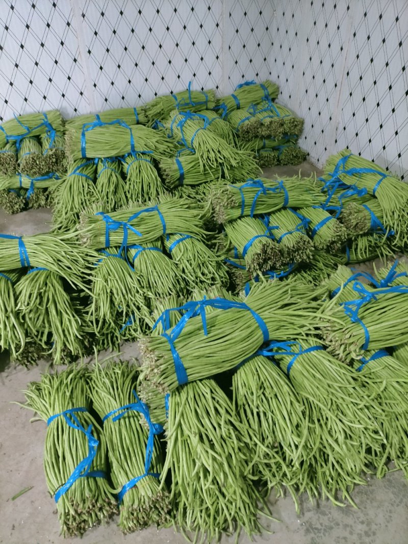 云南精品长豆角，长豇豆，一手货源，新鲜60～80com