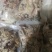 2块钱一斤饲料羊杂羊杂羊下货全熟水煮羊杂