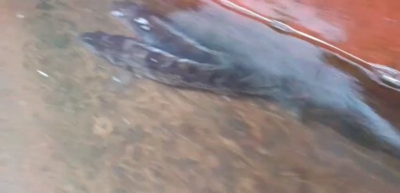 淡水鱼类