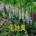 毛地黄种子混色四季易种趣味观赏盆栽花多年生花园花境花