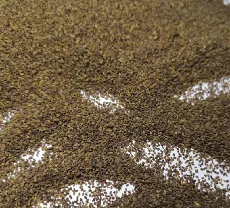 毛地黄种子混色四季易种趣味观赏盆栽花多年生花园花境花