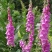 毛地黄种子混色四季易种趣味观赏盆栽花多年生花园花境花