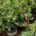 【带花苞】万里飘香藤植物室内庭院阳台花卉四季开花好养易活