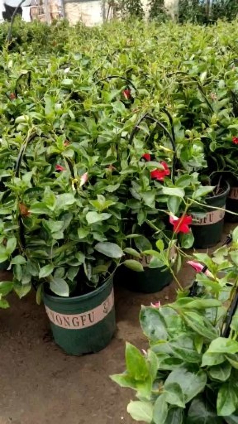 【带花苞】万里飘香藤植物室内庭院阳台花卉四季开花好养易活