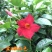 【带花苞】万里飘香藤植物室内庭院阳台花卉四季开花好养易活