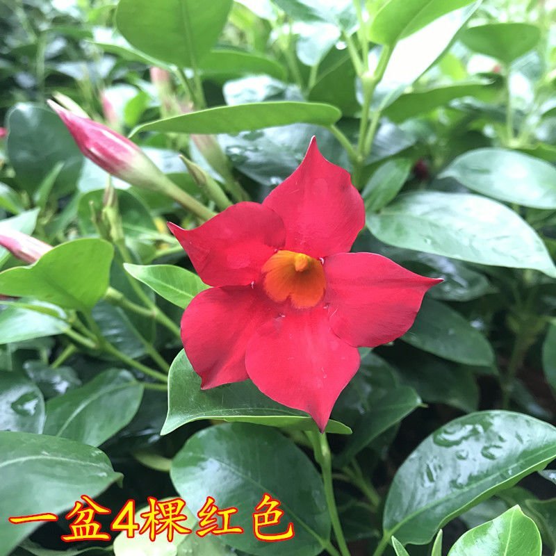 【带花苞】万里飘香藤植物室内庭院阳台花卉四季开花好养易活