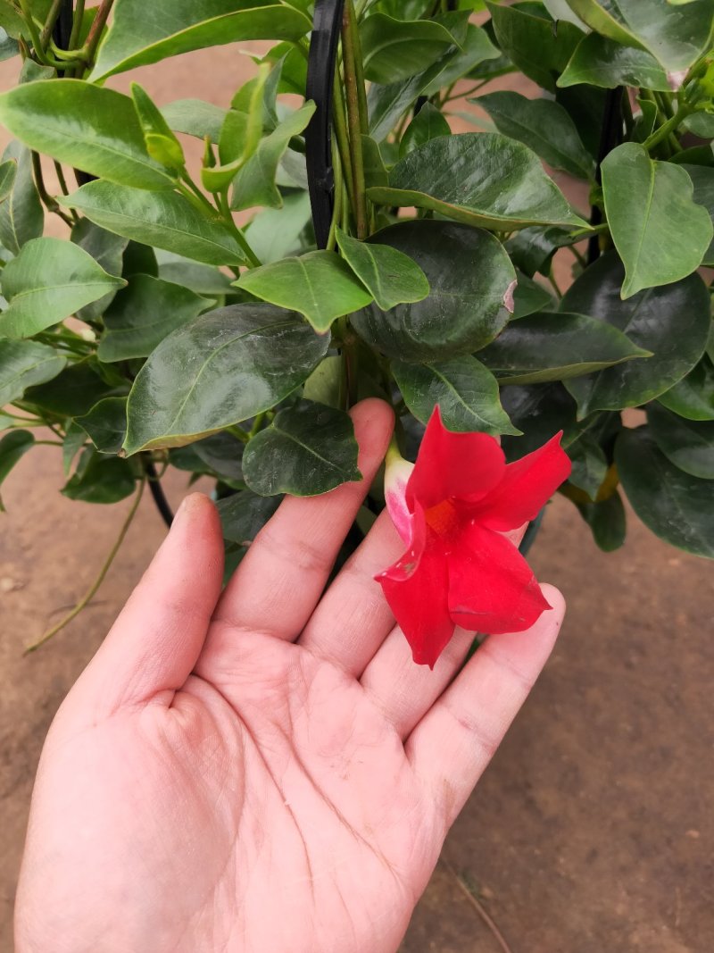【带花苞】万里飘香藤植物室内庭院阳台花卉四季开花好养易活