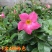 【带花苞】万里飘香藤植物室内庭院阳台花卉四季开花好养易活
