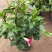 【带花苞】万里飘香藤植物室内庭院阳台花卉四季开花好养易活