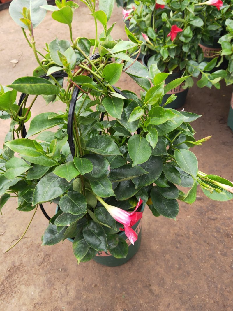 【带花苞】万里飘香藤植物室内庭院阳台花卉四季开花好养易活