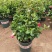 【带花苞】万里飘香藤植物室内庭院阳台花卉四季开花好养易活