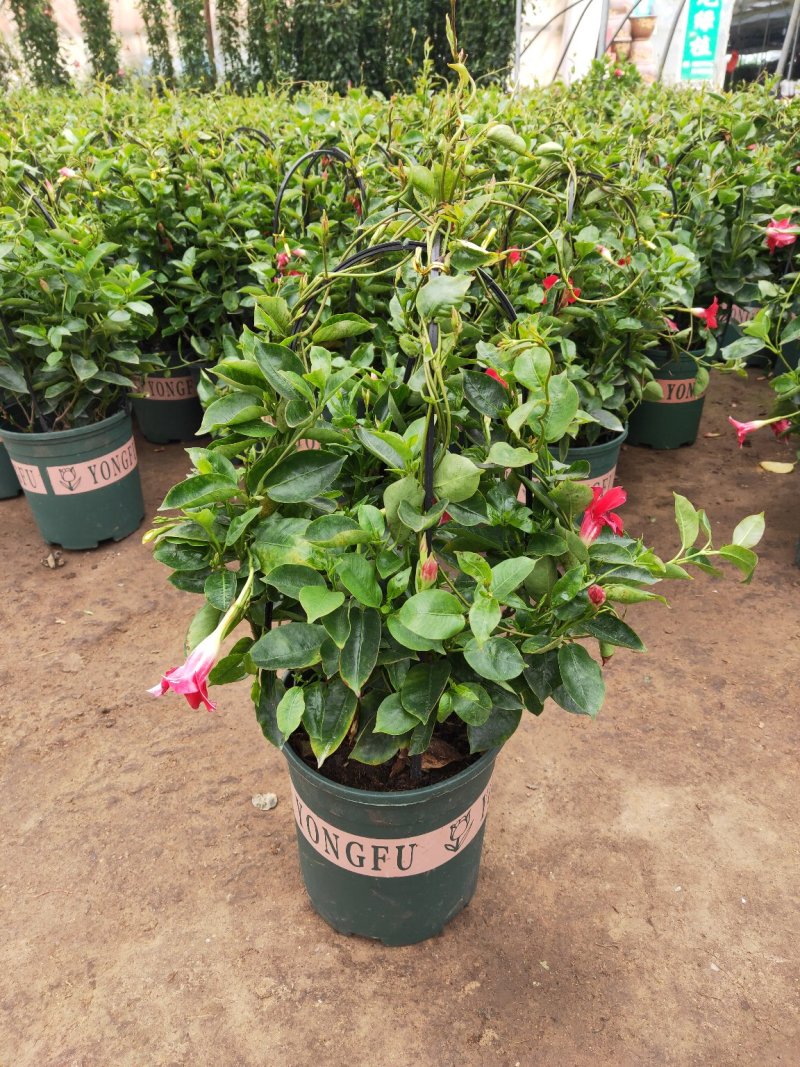 【带花苞】万里飘香藤植物室内庭院阳台花卉四季开花好养易活