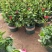 【带花苞】万里飘香藤植物室内庭院阳台花卉四季开花好养易活