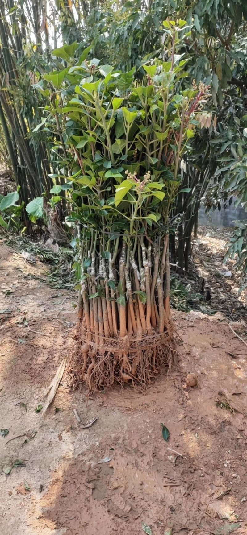 金煌芒果苗，有杯苗地苗