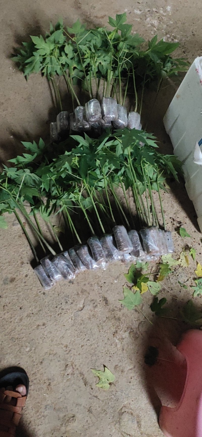 木瓜百香果苗香蜜百香果苗正品
